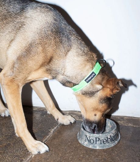 No Problemo Pet Bowl Camo