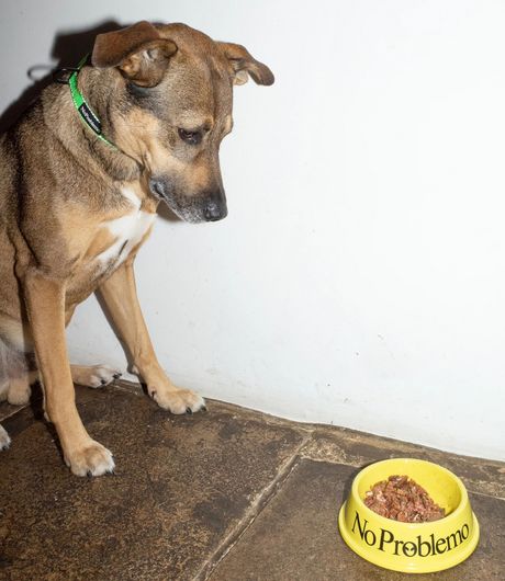 No Problemo Pet Bowl Yellow