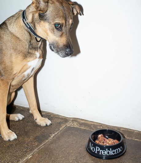 No Problemo Pet Bowl Black
